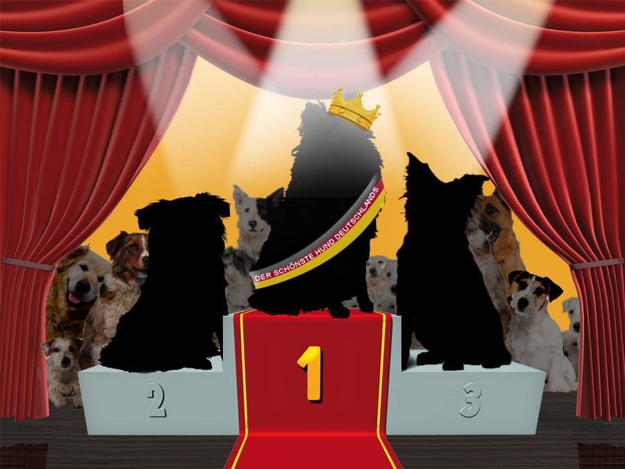 Mr. & Miss Dog 2012